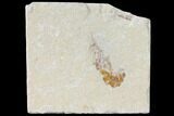Cretaceous Fossil Shrimp - Lebanon #123876-1